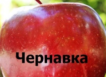 Аудиокнига 